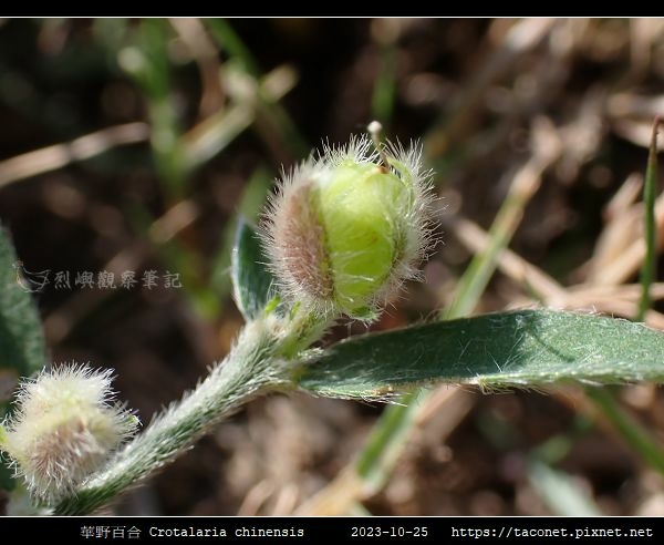 華野百合 Crotalaria chinensis_06.jpg