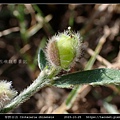 華野百合 Crotalaria chinensis_06.jpg