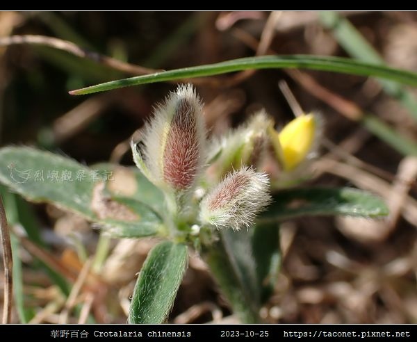 華野百合 Crotalaria chinensis_05.jpg