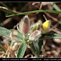 華野百合 Crotalaria chinensis_05.jpg