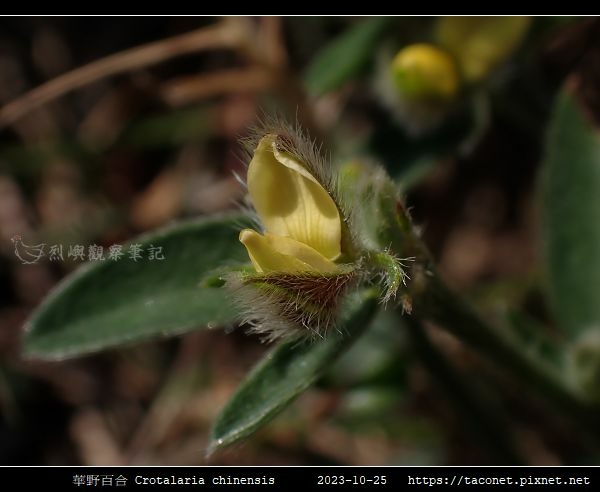 華野百合 Crotalaria chinensis_10.jpg