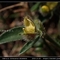 華野百合 Crotalaria chinensis_10.jpg
