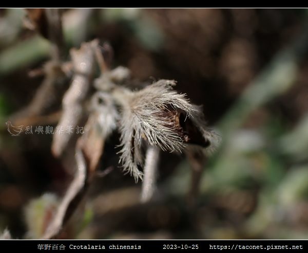 華野百合 Crotalaria chinensis_07.jpg