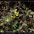 華野百合 Crotalaria chinensis_08.jpg