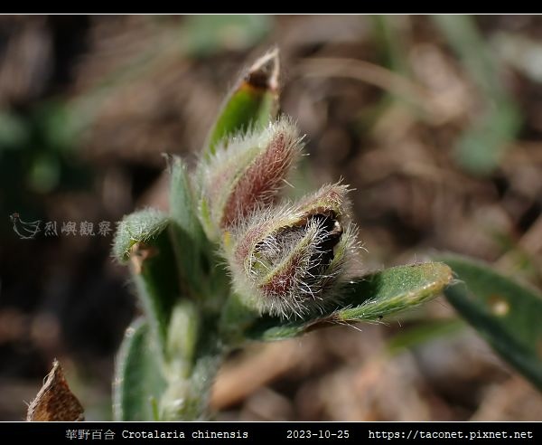 華野百合 Crotalaria chinensis_11.jpg