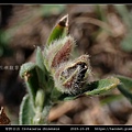 華野百合 Crotalaria chinensis_11.jpg