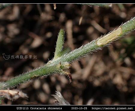 華野百合 Crotalaria chinensis_09.jpg