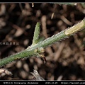 華野百合 Crotalaria chinensis_09.jpg