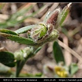 華野百合 Crotalaria chinensis_13.jpg