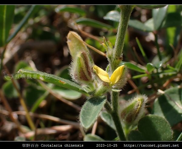 華野百合 Crotalaria chinensis_14.jpg