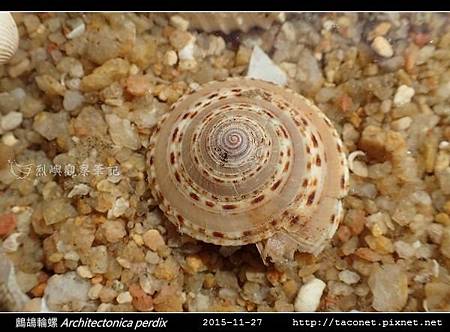 鷓鴣輪螺 Architectonica perdix-01.jpg