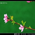 薔薇科-桃花_02.jpg