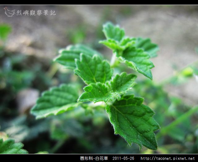 白花草 烈嶼觀察筆記 痞客邦 白花草 烈嶼觀察筆記 痞客邦
