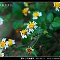 菊科-小花咸豐草_03.jpg