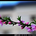 薔薇科-桃花_04.jpg