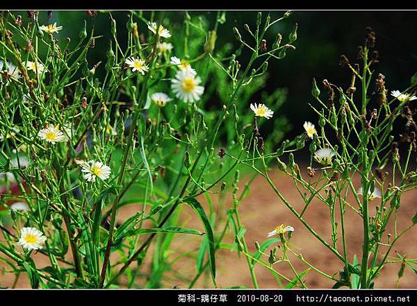 菊科-鵝仔草_02.jpg