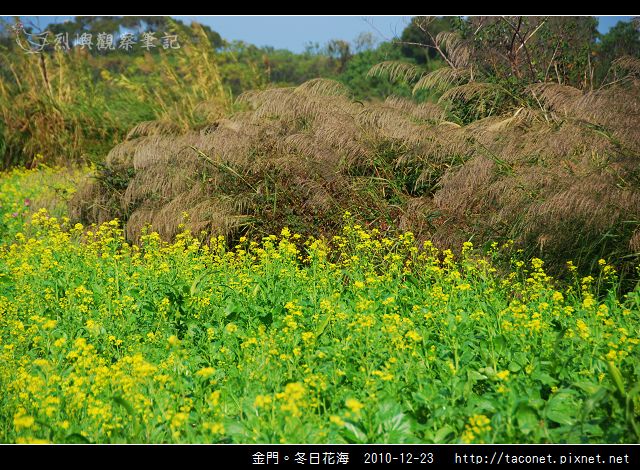 金門。冬日花海_04.jpg