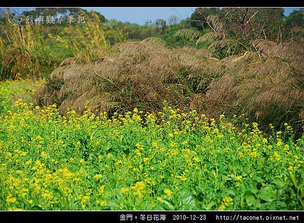 金門。冬日花海_04.jpg