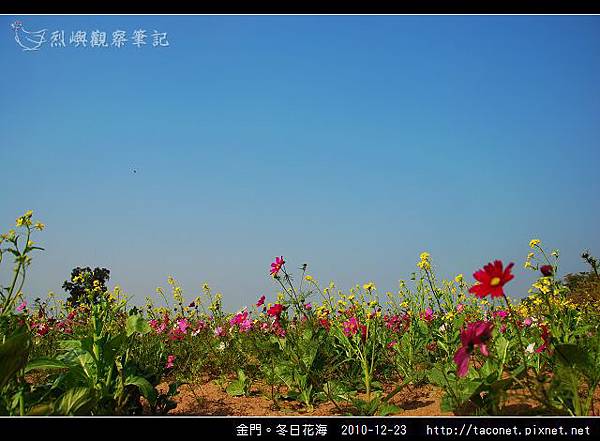 金門。冬日花海_11.jpg