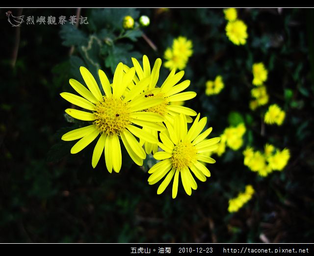 五虎山。油菊_07.jpg