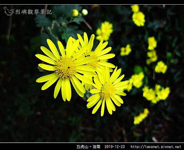 五虎山。油菊_07.jpg