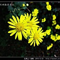 五虎山。油菊_07.jpg