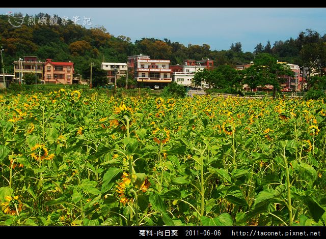 菊科-向日葵_07.jpg