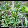 茜草科-刺果豬殃殃_06.jpg