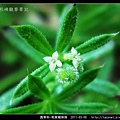 茜草科-刺果豬殃殃_12.jpg