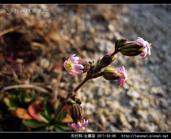 石竹科-女婁菜_08.jpg