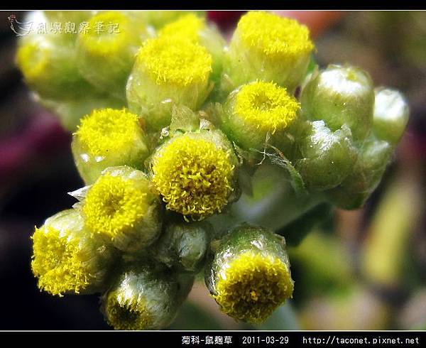 菊科-鼠麴草_02.jpg