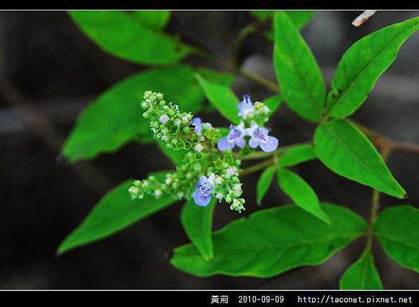 黃荊_03.jpg