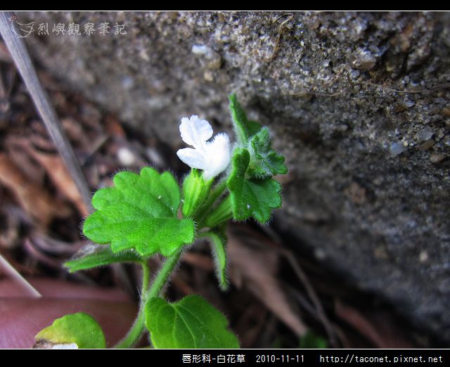 白花草 烈嶼觀察筆記 痞客邦 白花草 烈嶼觀察筆記 痞客邦