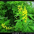 豆科-印度草木樨_01.jpg