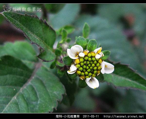 菊科-小花咸豐草_10.jpg