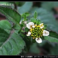 菊科-小花咸豐草_10.jpg