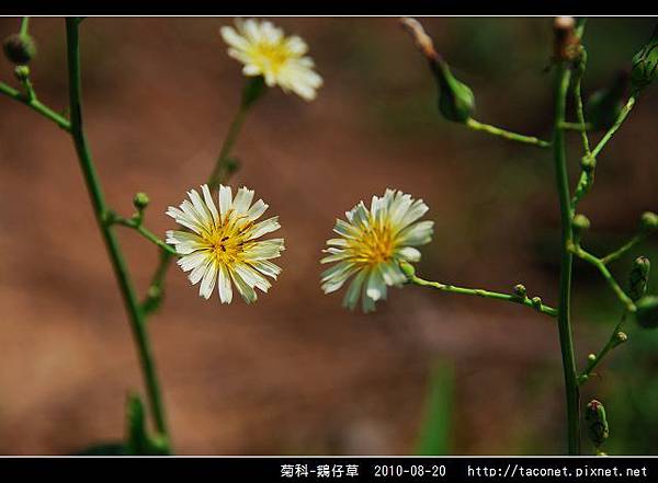 菊科-鵝仔草_05.jpg