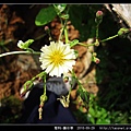 菊科-鵝仔草_10.jpg