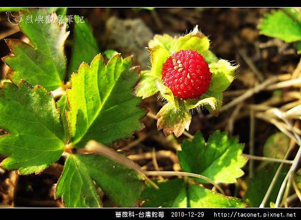 薔薇科-台灣蛇莓_03.jpg
