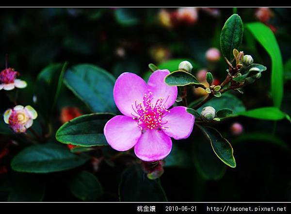 桃金孃_04.jpg
