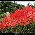 紅花石蒜_19.jpg