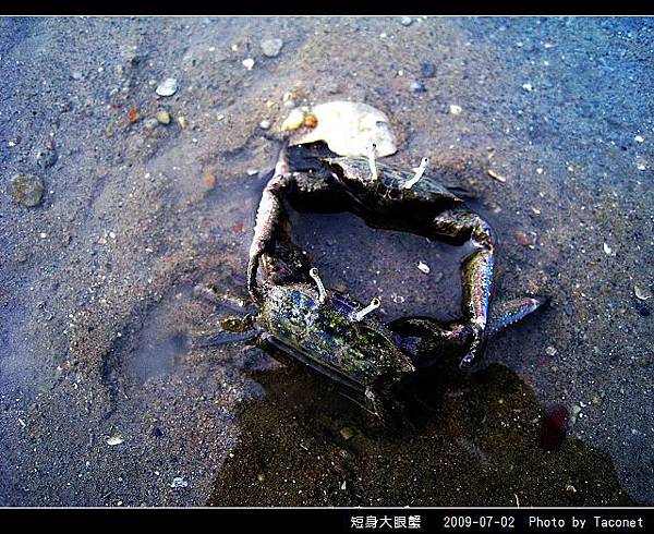 短身大眼蟹_04.jpg