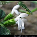 唇形科-白花草_12.jpg