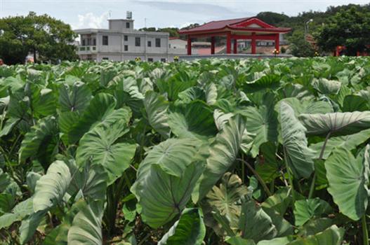 20100715烈嶼芋頭節今年將擴大舉辦