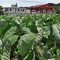 20100715烈嶼芋頭節今年將擴大舉辦