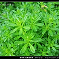 茜草科-刺果豬殃殃_04.jpg