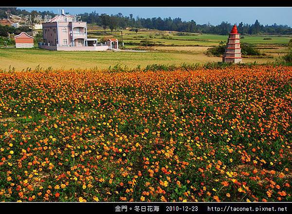 金門。冬日花海_17.jpg