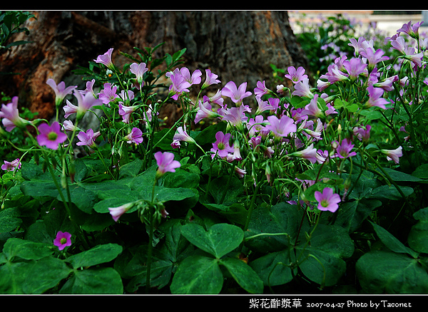 紫花酢漿草_08.jpg