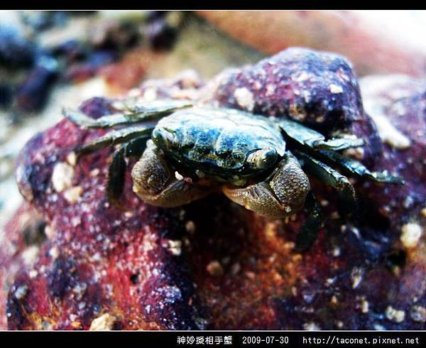 神妙擬相手蟹_08.jpg