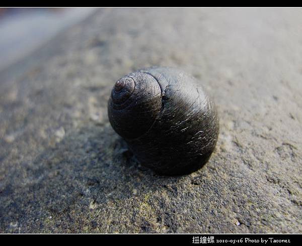 扭鐘螺_06.jpg
